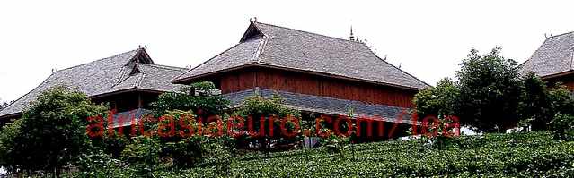 Pu Er Tea country 3