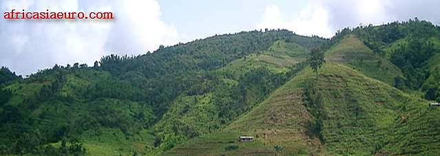 Pu Er Tea country 2