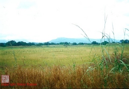 Ricepaddies near Beyla, Guinea