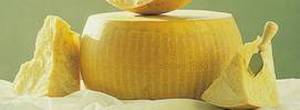 Parmesano Cheeses