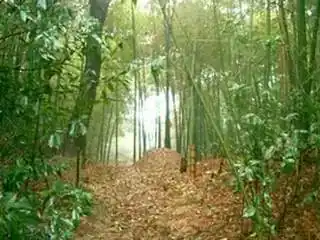 Bamboo thicket in forest of lost souls