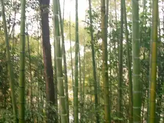 Bamboo forest of lost souls