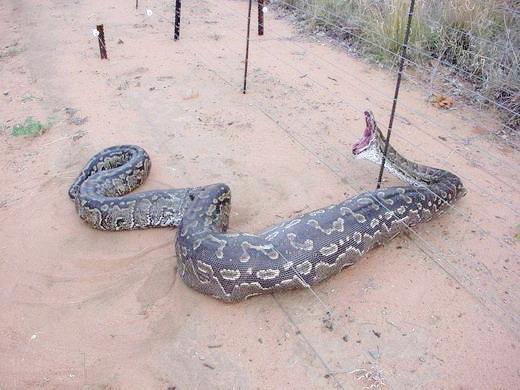 African python